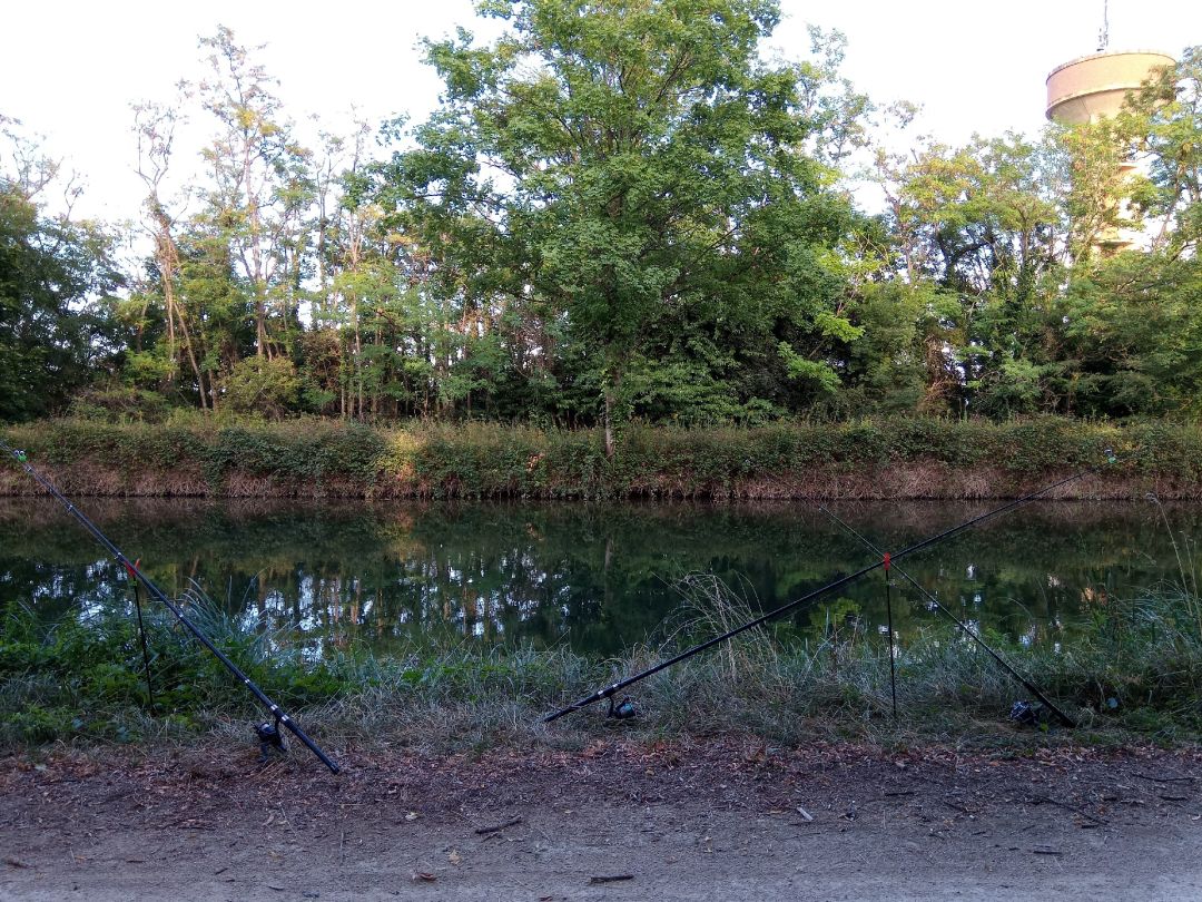 Canal du Rhône au Rhin (Marckolsheim) angeln