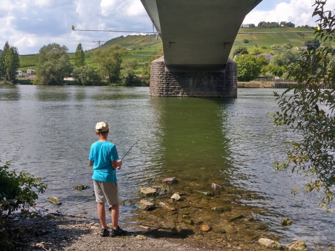 Mosel (Zell) angeln