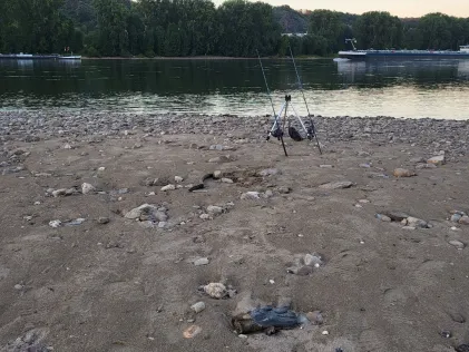 Rhein (Rhens)
