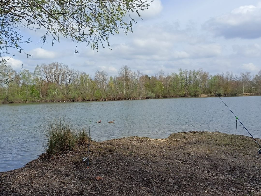 Fischersee (Burlafingen) angeln
