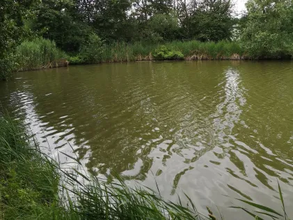 Pfaffenbergteich (Coburg)