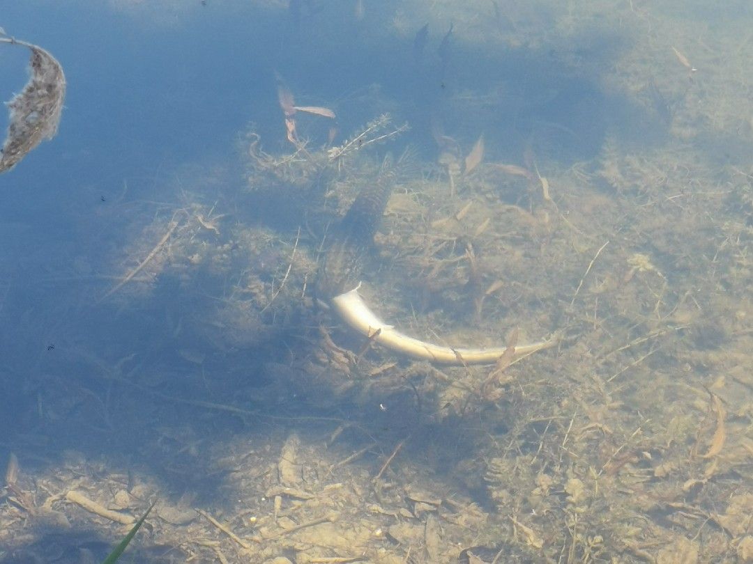 Steinheimer See angeln