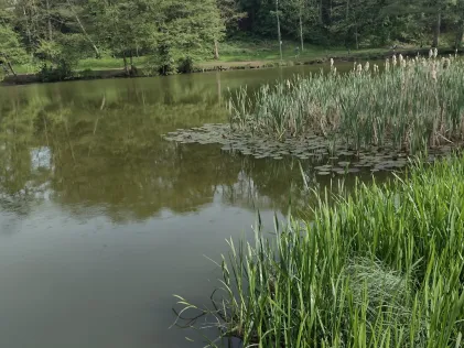 Prinzenweiher (Meerwiesertalweiher)