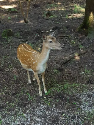 Glavno jezero
