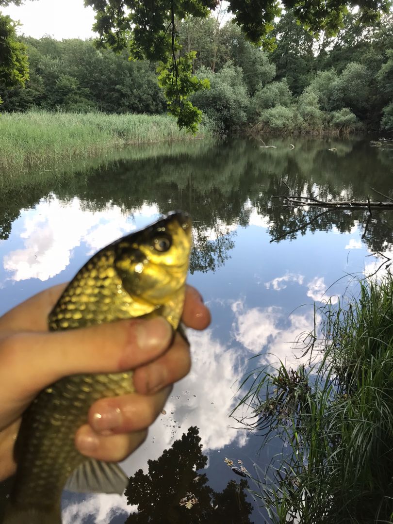 Neuer Teich (Salzgitter) angeln