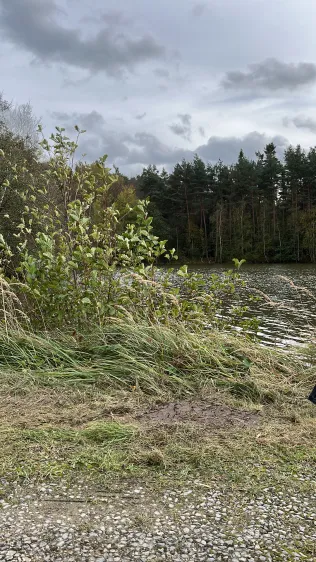 Vogelbühlweiher