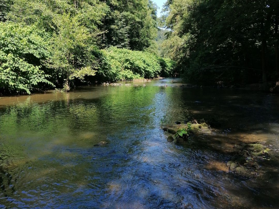 Angeln in Wald-Michelbach