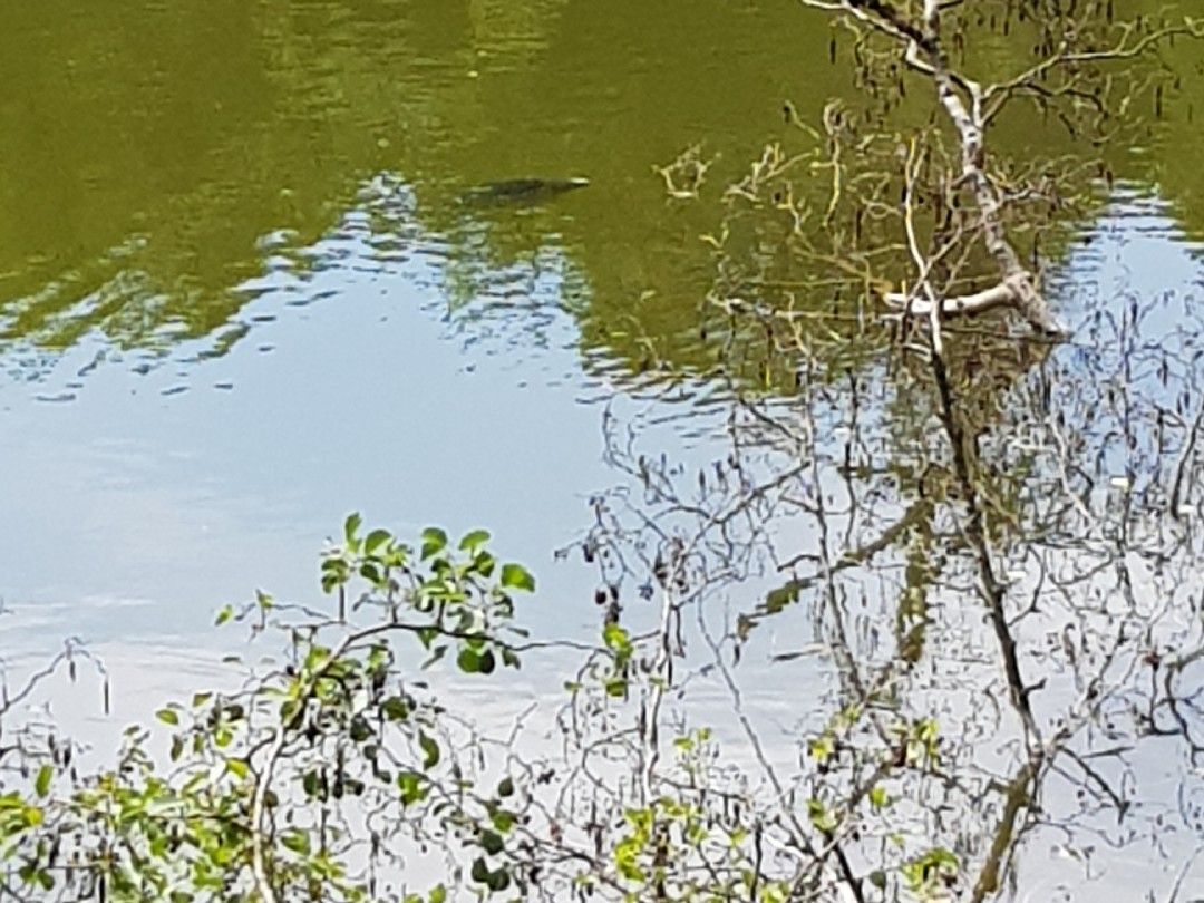 Schießstattweiher (Wangen) angeln