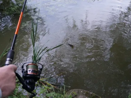 Teich Weiersbach (Hadamar)