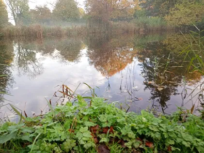 Feuerwehrteich (Homfeld)