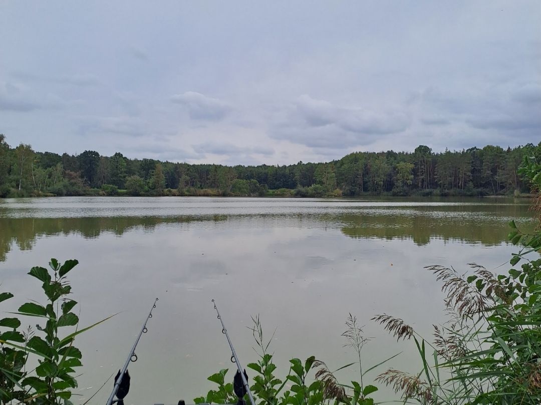 Breiter Weiher (Höchstadt) angeln