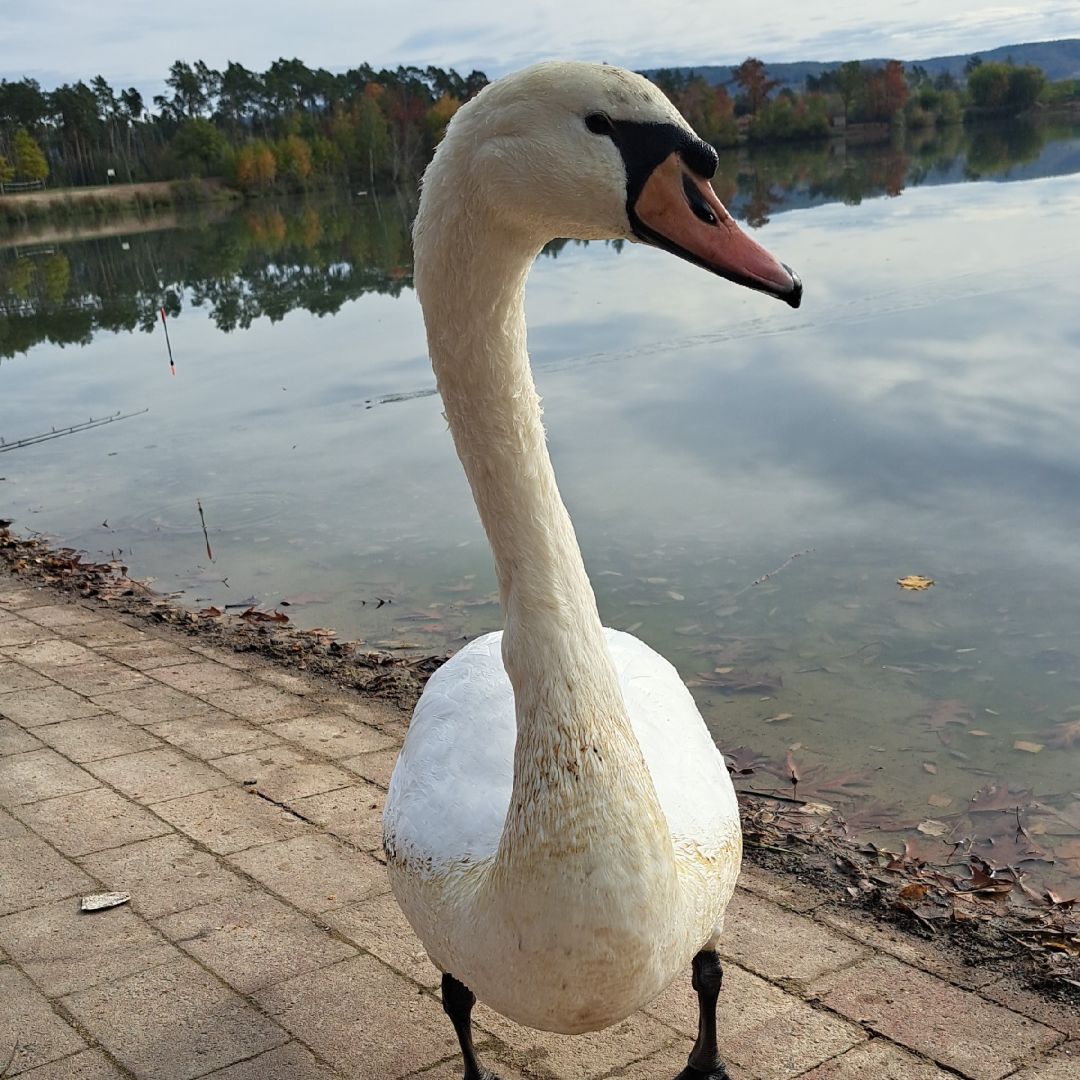 Badesee Großwelzheim angeln