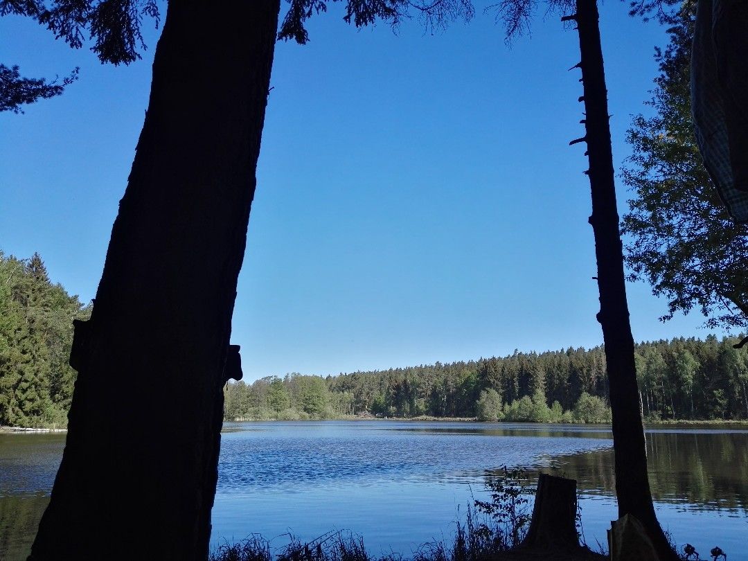 Wasenweiher angeln