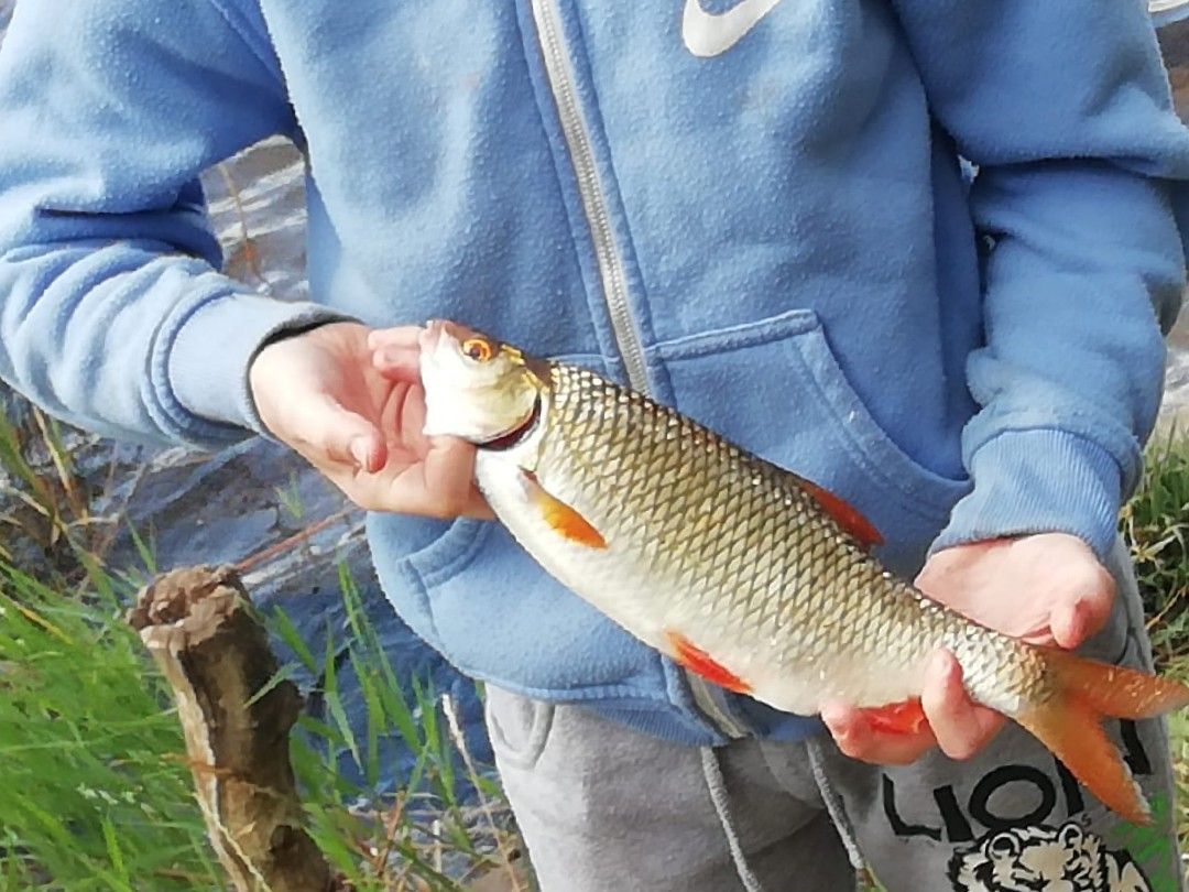 Leine (Bitterfeld) angeln
