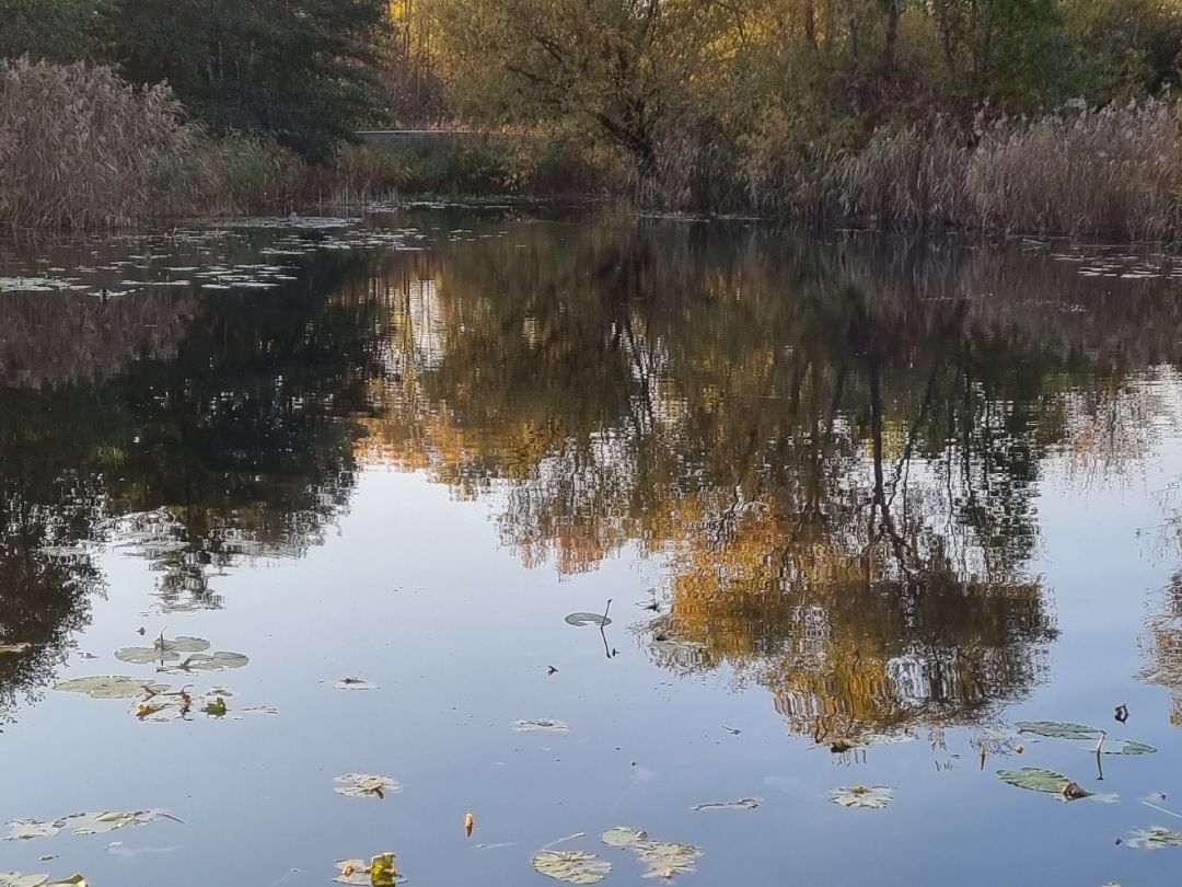 Ziegeleisee Böckingen angeln