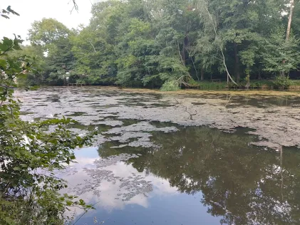Mühlenteich (Bardenitz)