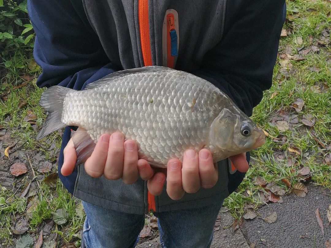 Tietjenteich angeln