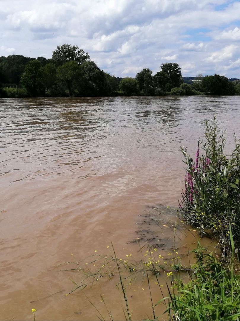 Neckar (Bad Wimpfen-Offenau) angeln