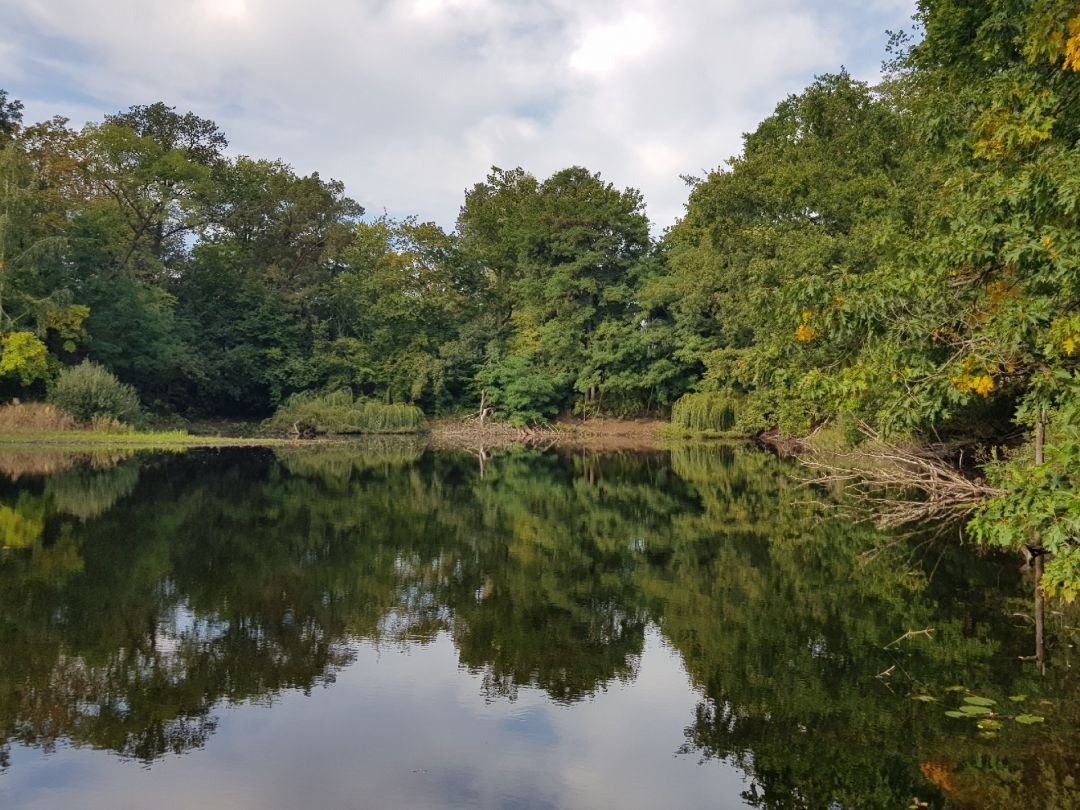 Hubertussee (Borgsdorf) angeln