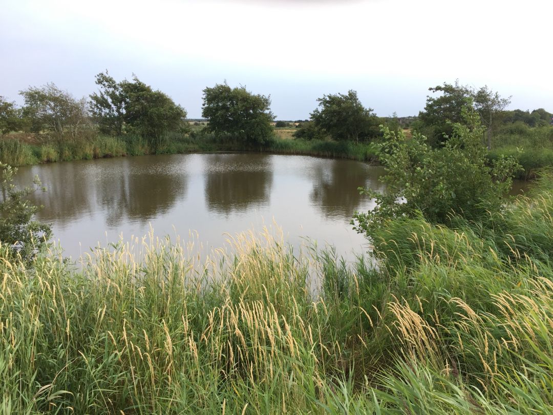 Schöpfwerkskanal Oldsum (Föhr) angeln