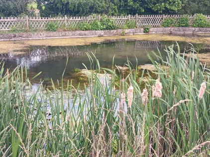 Dorfteich Greifenhagen