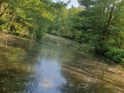 Karpfenteich (Belsch)