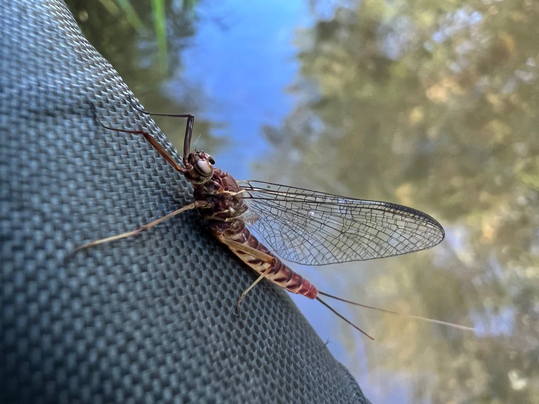 Ilm (Kranichfeld) angeln