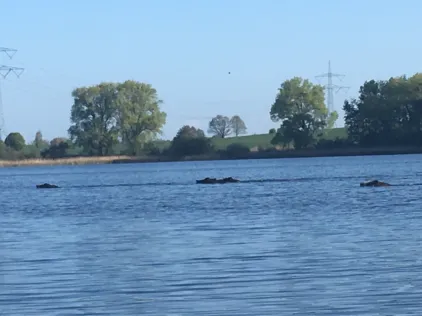 Lübkower See