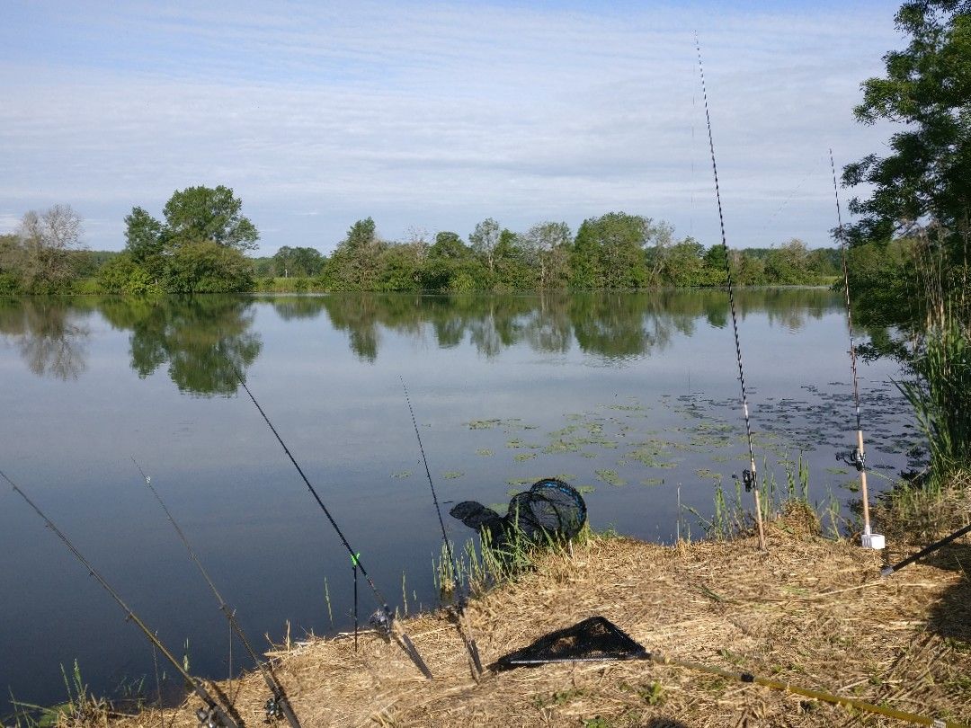 Saône (Auxonne) angeln