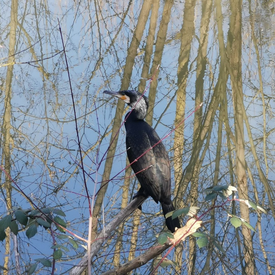 Wuhle (Berlin-Uhlenhorst) angeln