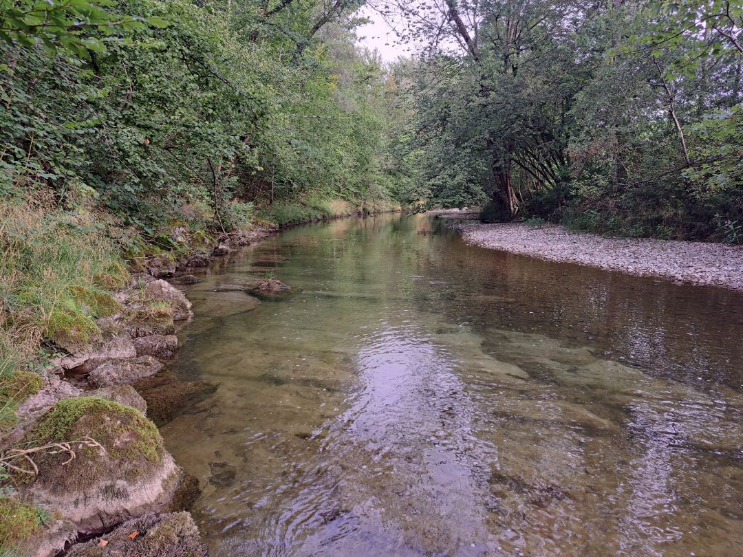 Rote Traun (Siegsdorf) angeln