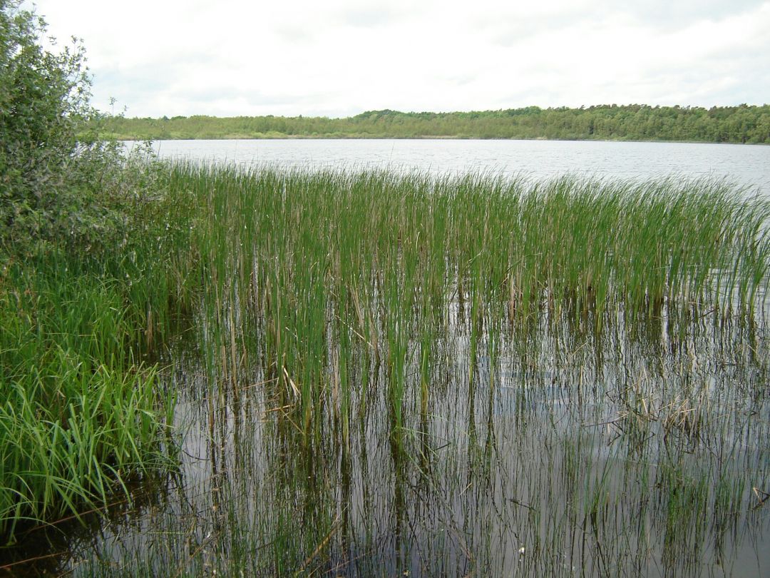 Byhleguhrer See angeln