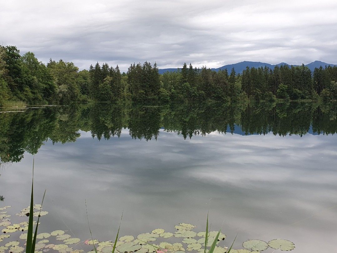 Wöhrsee (Rohrdorf) angeln