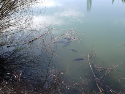 Kreuzbergweiher (Weingarten)