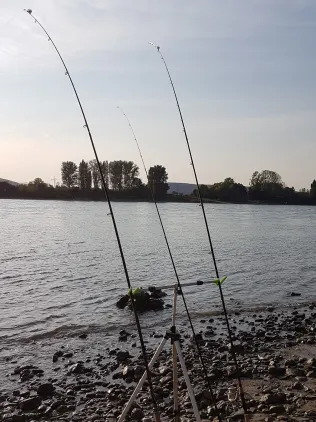 Rhein (Sinzig/Leubsdorf)