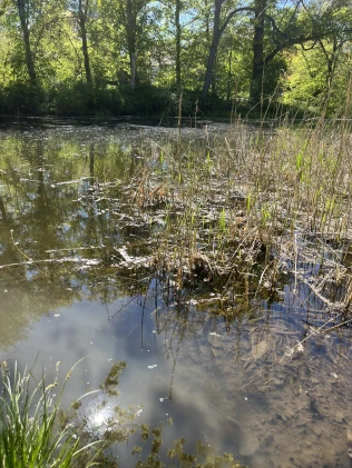 Parkteich Weßnig