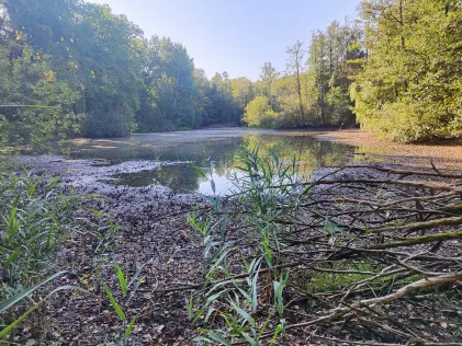 Holzteich Buchwäldchen