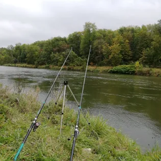 Donau (Lauingen)
