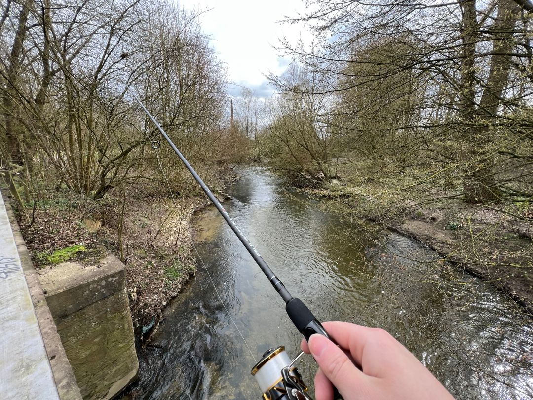 Werre (Bad Salzuflen) angeln