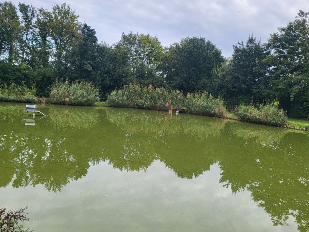 Weiher (Stadecken) angeln