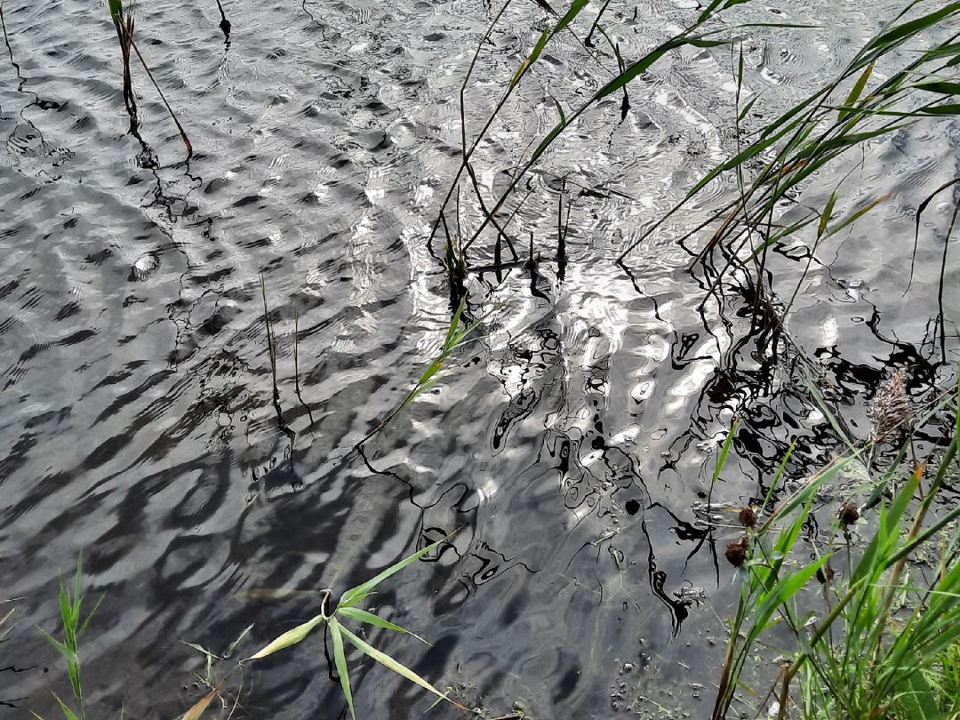 Alter Hafen Neßmersiel angeln