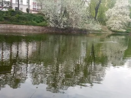 Schwanenspiegel (Düsseldorf)