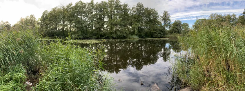 Teich am Radensweg (Kaltenkirchen)