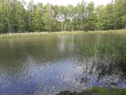 Hammergrabenteich (Lauchhammer)