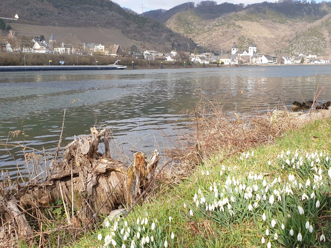 Mosel (Treis-Karden) angeln