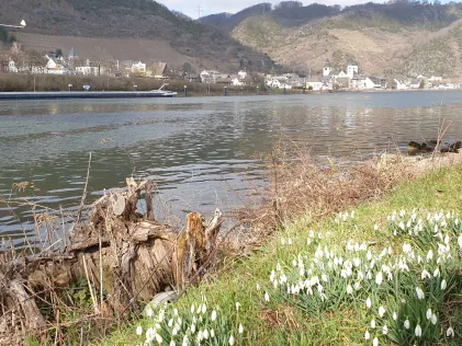 Mosel (Treis-Karden)