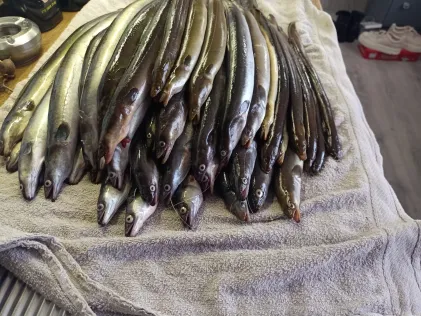 Forellensee Wild Bijzonder Vissen