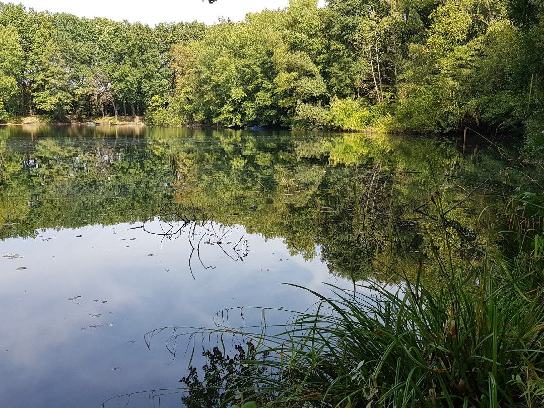 Renner See (Sankt Augustin) angeln