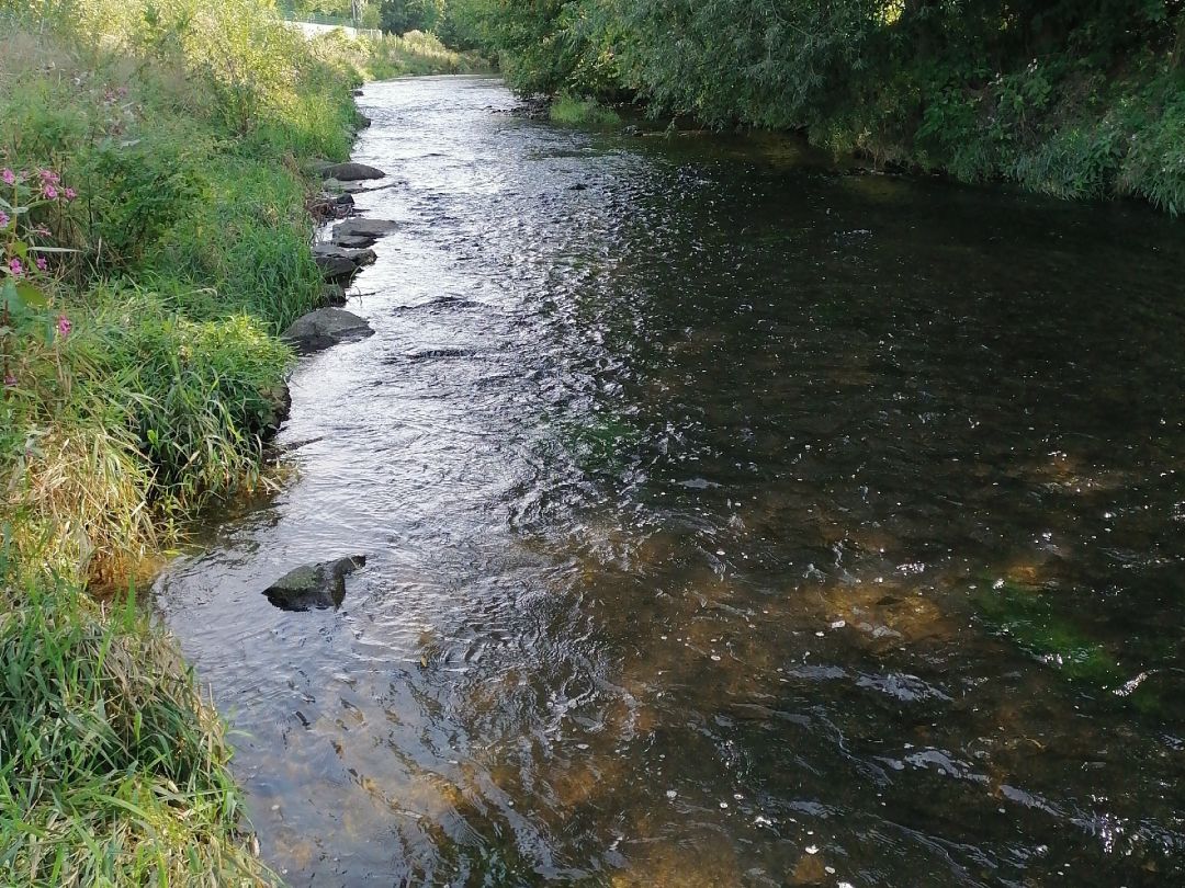 Spree (Bautzen) angeln