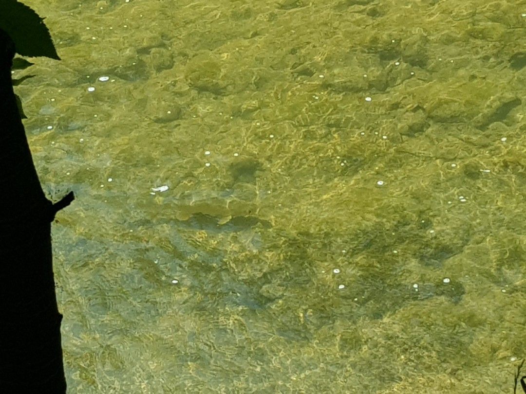 Rotach (Oberteuringen) angeln